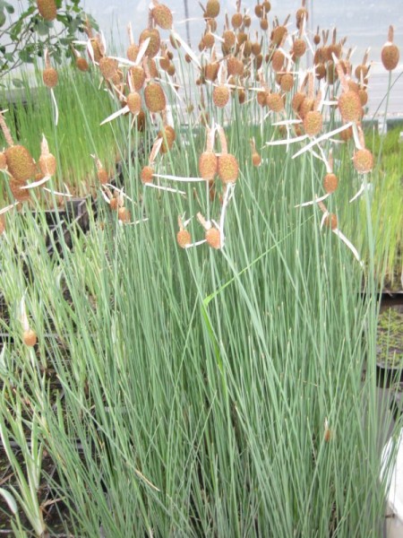 Typha minima, Zwergrohrkolben