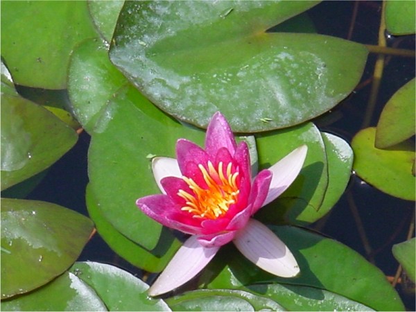 Nymphaea Froebeli