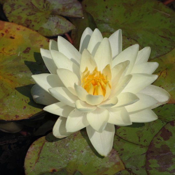 Nymphaea Lemon Chiffon