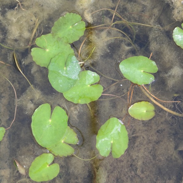 Nymphoides peltata, Seekanne