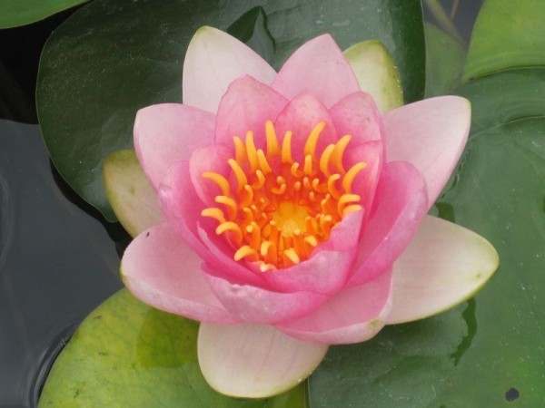 Nymphaea Baroness Orcy