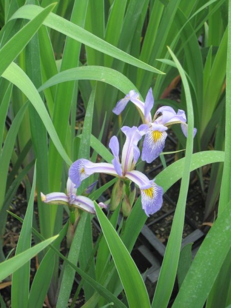 Iris Gerald Darby, Iris blau/violett
