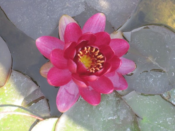 Nymphaea Little Champion