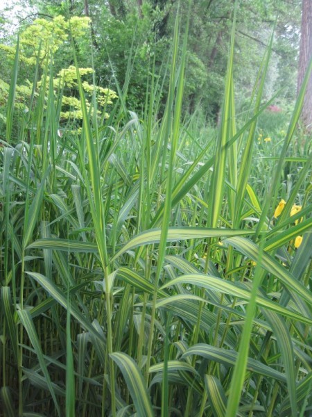 Phragmites australis variegatus, Gestreiftes Schilf