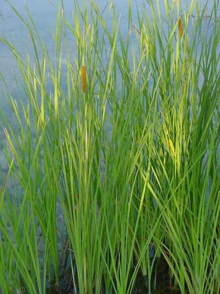 Typha gracilis, Zierlicher Rohrkolben