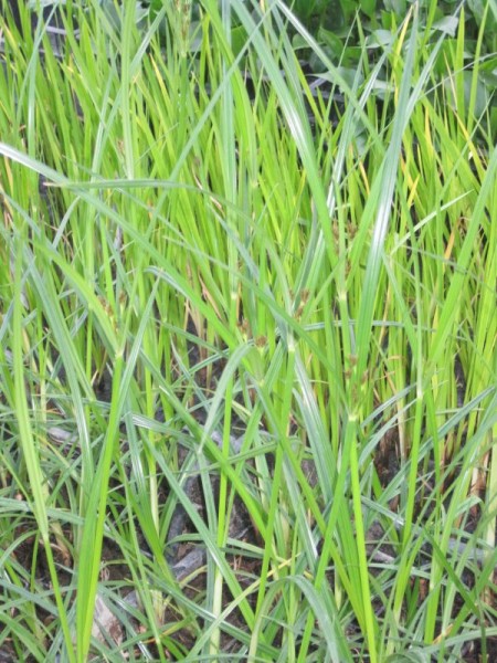 Cyperus longus Hydro, Zyperngras