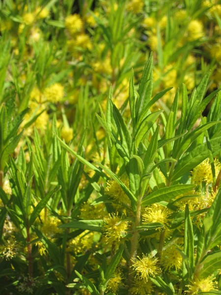 Lysimachia thyrsiflora Hydro