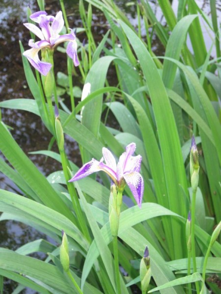Iris versicolor, Sumpfiris blau