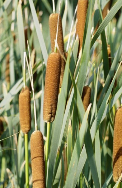 Typha latifolia, Breitblättriger Rohrkolben