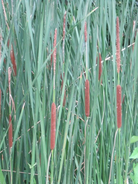 Typha angustifolia, Schmalblättriger Rohrkolben