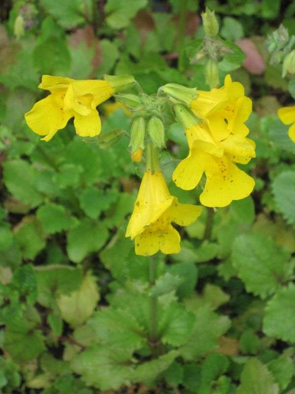 Mimulus luteus, Gauklerblume gelb Greinegger Wasserpflanzen