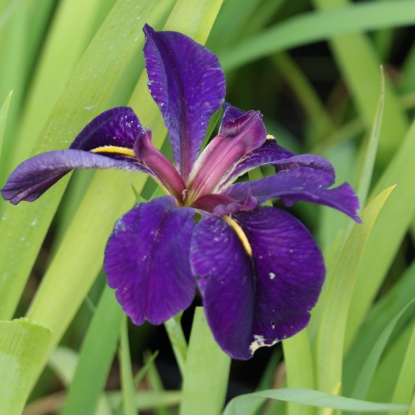 Iris laevigata, Sumpfiris blau