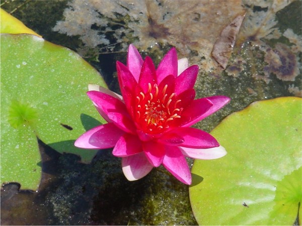 Nymphaea Escarboucle