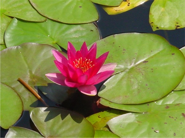 Nymphaea William Falconer