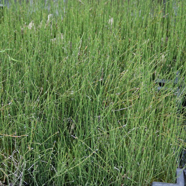 Equisetum scirpoides, Teichschachtelhalm