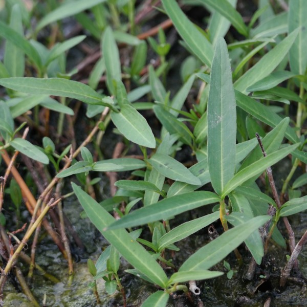 Polygonum amphibium, Wasserknöterich