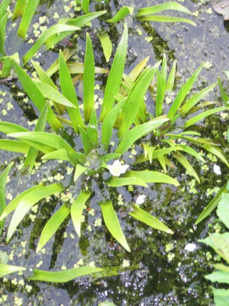 Stratiotes aloides, Wasseraloe, Krebsschere