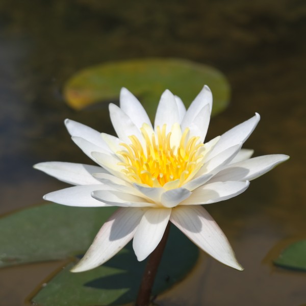 Nymphaea Andreas Berthold