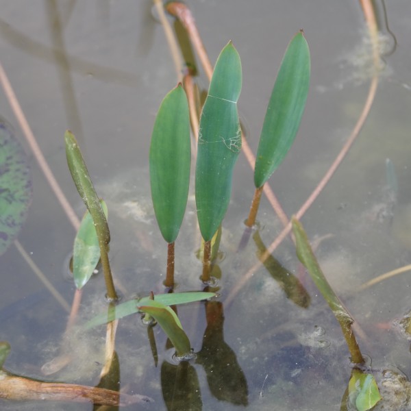 Orontium aquaticum, Goldkeule