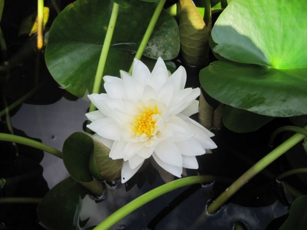 Nymphaea White Gonnerè