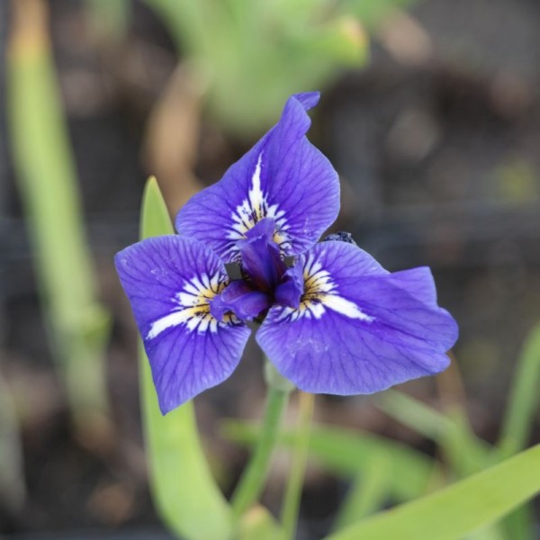 Iris setosa