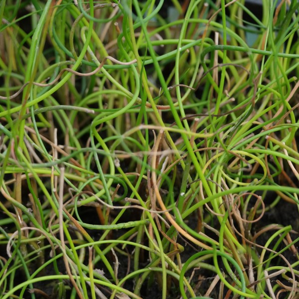 Juncus effesus spiralis, Korkenzieherbinse