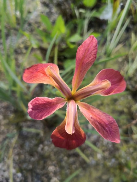 Iris fulva