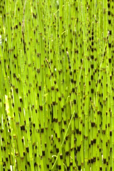 Equisetum fluviatile, Teichschachtelhalm