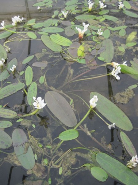 Aponogeton distachyos, Afri. Wasserähre