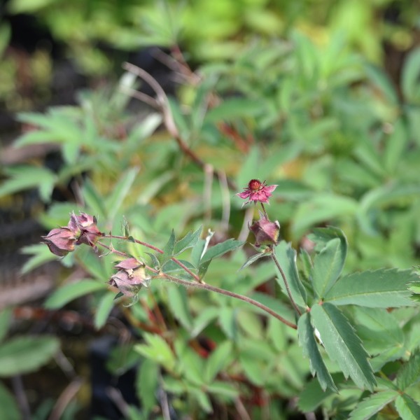 Comarum palustre, Blutauge