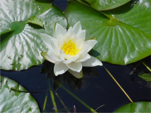 Nymphaea Gladstoniana