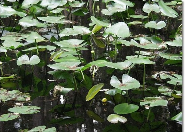 Nuphar angustifolia