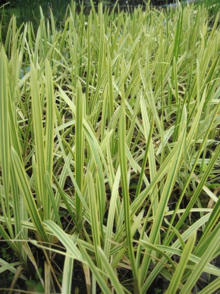 Glyceria spec. variegata, Buntes Süßgras