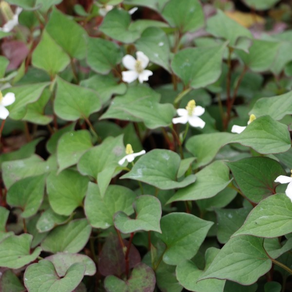 Houttuynia cordata, Eidechsenschwanz