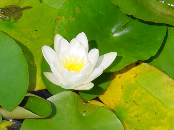 Nymphaea Candidissima