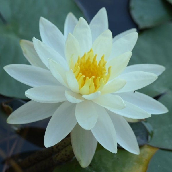 Nymphaea Virginia