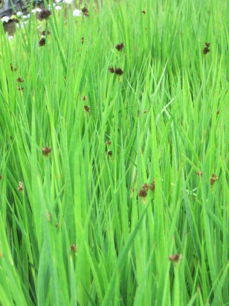 Juncus ensifolius, Schwertblättrige Binse