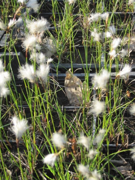 Eriophorum angustifolium, Wollgras