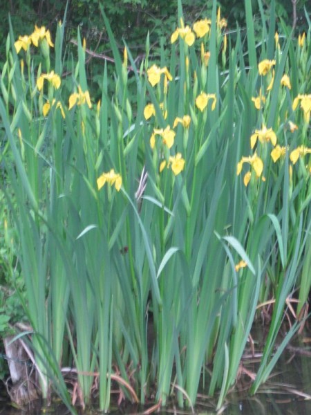 Iris pseudacorus Hydro, Gelbe Iris