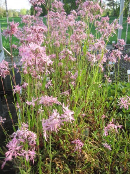 Lychnis flos-cuculi, Kuckucksnelke