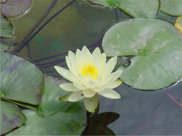 Nymphaea Gold Medal