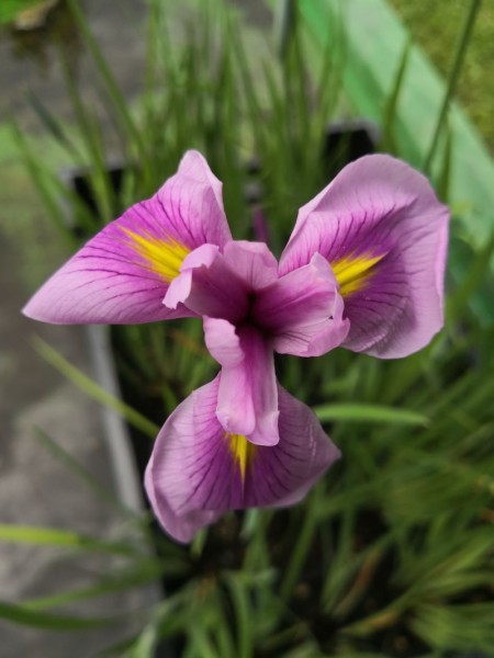 Iris leavigata "Rose Queen"