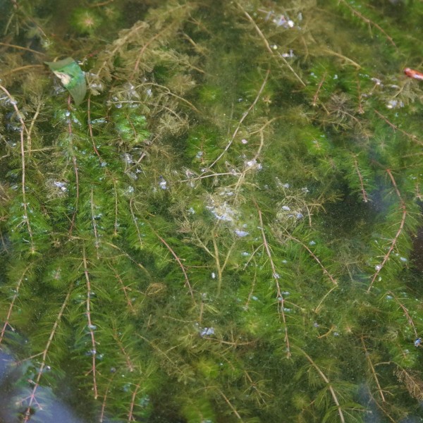 Myriophyllum verticulatum, Quirliges Tausendblatt