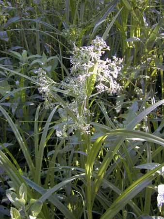 Scirpus sylvaticus, Waldsimse