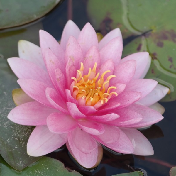 Nymphaea Hollandia (Darwin)
