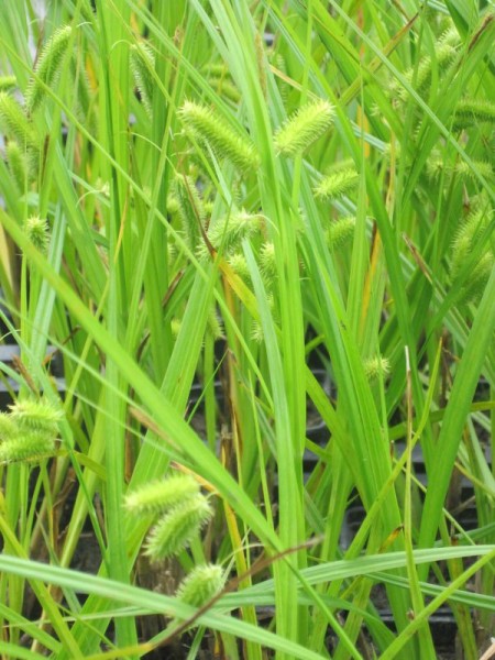 Carex pseudocyperus, Scheinzypersegge