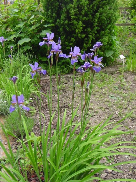 Iris sibirica blau, Blaue Sumpfiris