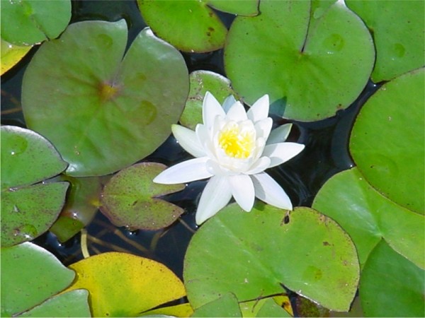 Nymphaea Odorator minor