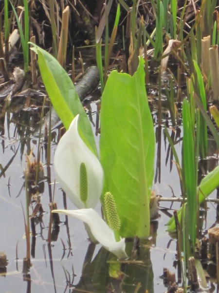 Lysichiton camtschatcense, Scheincalla weiß