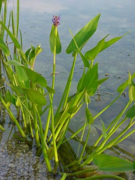 Pontederia cordata, Hechtkraut blau